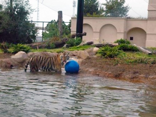 Mike the Bengal Tiger enjoys his new PENETRON ADMIX-enhanced – and completely waterproof – pond.