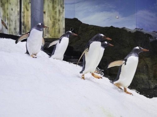 Penguin Exhibit