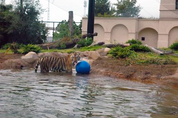 Mike the Bengal Tiger enjoys his new PENETRON ADMIX-enhanced – and completely waterproof – pond.