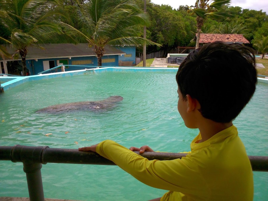 The Penetron System was used as a durable waterproofing solution for the large concrete holding tanks where the manatees are cared for at the CMA’s Ecopark in Brazil.