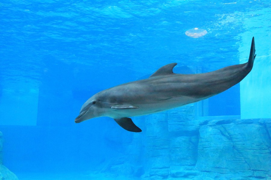 The Clearwater Marine Aquarium in Florida is a non-profit organization dedicated to the rescue, rehabilitation and release of sick and injured marine animals.