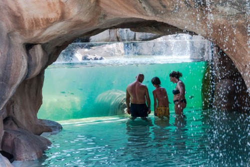 The submerged hippos at Zoom Torino swim with thousands of colorful tropical fish – alongside amazed swimmers behind a glass barrier.